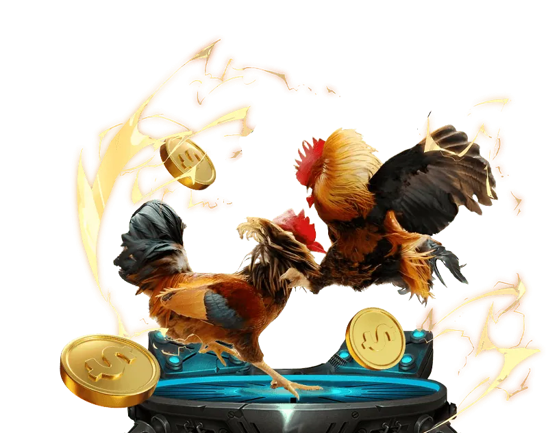 Đá gà Mỹ với chiến thuật